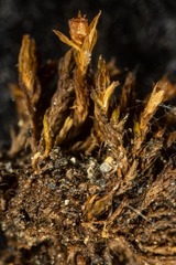 Schistidium atrichum