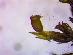 Schistidium atrichum