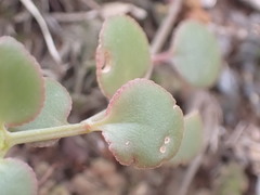 Crassula spathulata