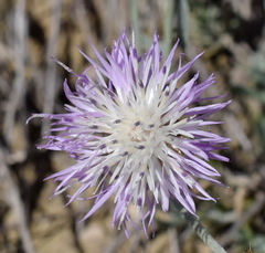 Psephellus trinervius