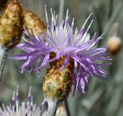 Psephellus trinervius