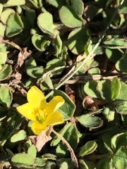 Oxalis corniculata