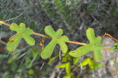 Passiflora santiagana