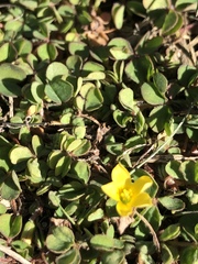 Oxalis corniculata