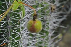 Passiflora santiagana