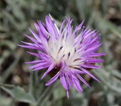 Psephellus trinervius