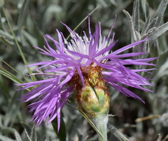 Psephellus trinervius