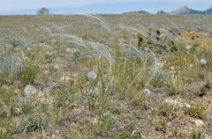 Stipa lithophila