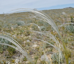 Stipa lithophila