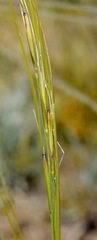 Stipa lithophila