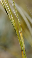 Stipa lithophila