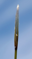 Stipa lithophila