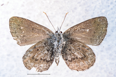 Zizina oxleyi