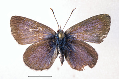 Zizina oxleyi