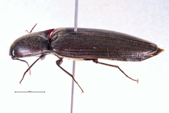 Ochosternus zealandicus