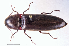 Ochosternus zealandicus