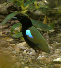 Pitta iris