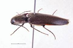 Ochosternus zealandicus
