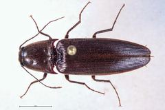 Ochosternus zealandicus