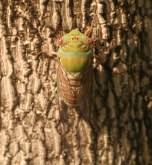 Macrotristria intersecta