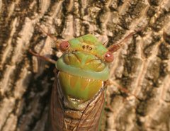 Macrotristria intersecta