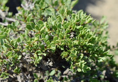 Atraphaxis replicata
