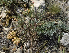 Astragalus suprapilosus