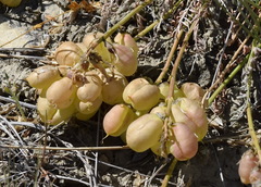 Astragalus suprapilosus