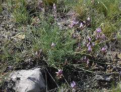Astragalus subuliformis