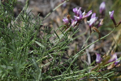 Astragalus subuliformis