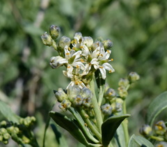 Nitraria schoberi
