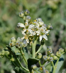 Nitraria schoberi