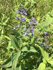 Salvia urticifolia