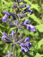 Salvia urticifolia