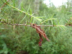 Acacia ulicifolia