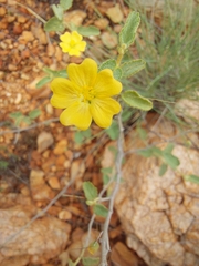 Sida fibulifera