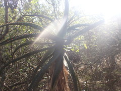 Aloe africana