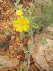 Sida fibulifera