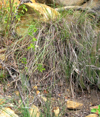 Ehrharta ramosa aphylla