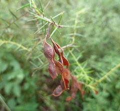 Acacia ulicifolia