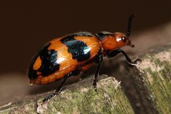 Phyllocharis undulata