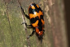 Phyllocharis undulata