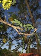 Cassia abbreviata
