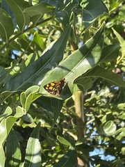 Metisella metis