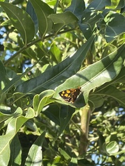Metisella metis