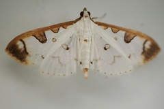 Palpita parvifraterna
