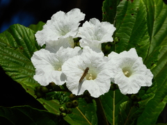Cordia superba