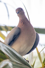 Streptopelia senegalensis