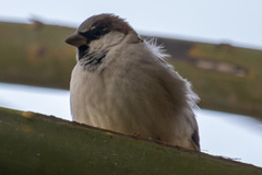 Passer domesticus