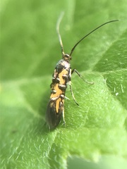 Neoheliodines
